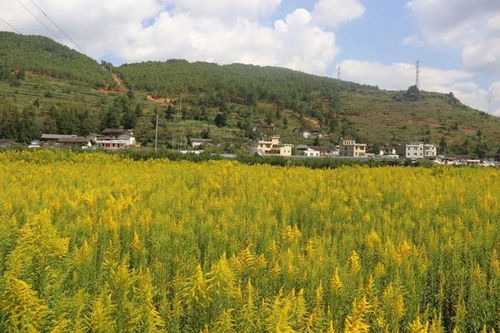 抗之峰 一枝黃花 非有害花,它是涼山州會東縣百姓的 致富花