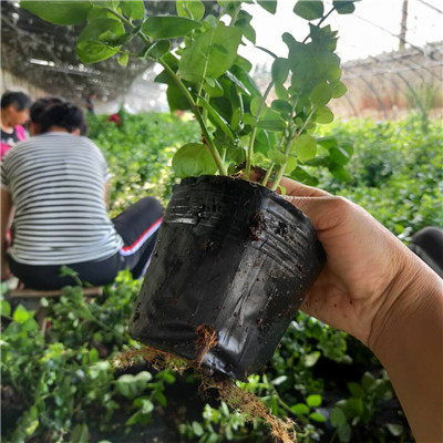 北高叢藍莓苗小苗種植技術 廣東藍莓苗