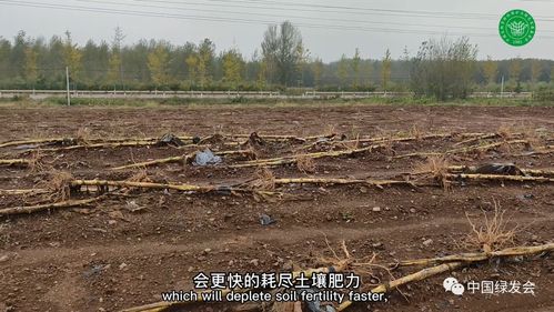 臘八粥里凝聚的人類馴服自然物種的谷物精華 農業(yè)生物多樣性的未來